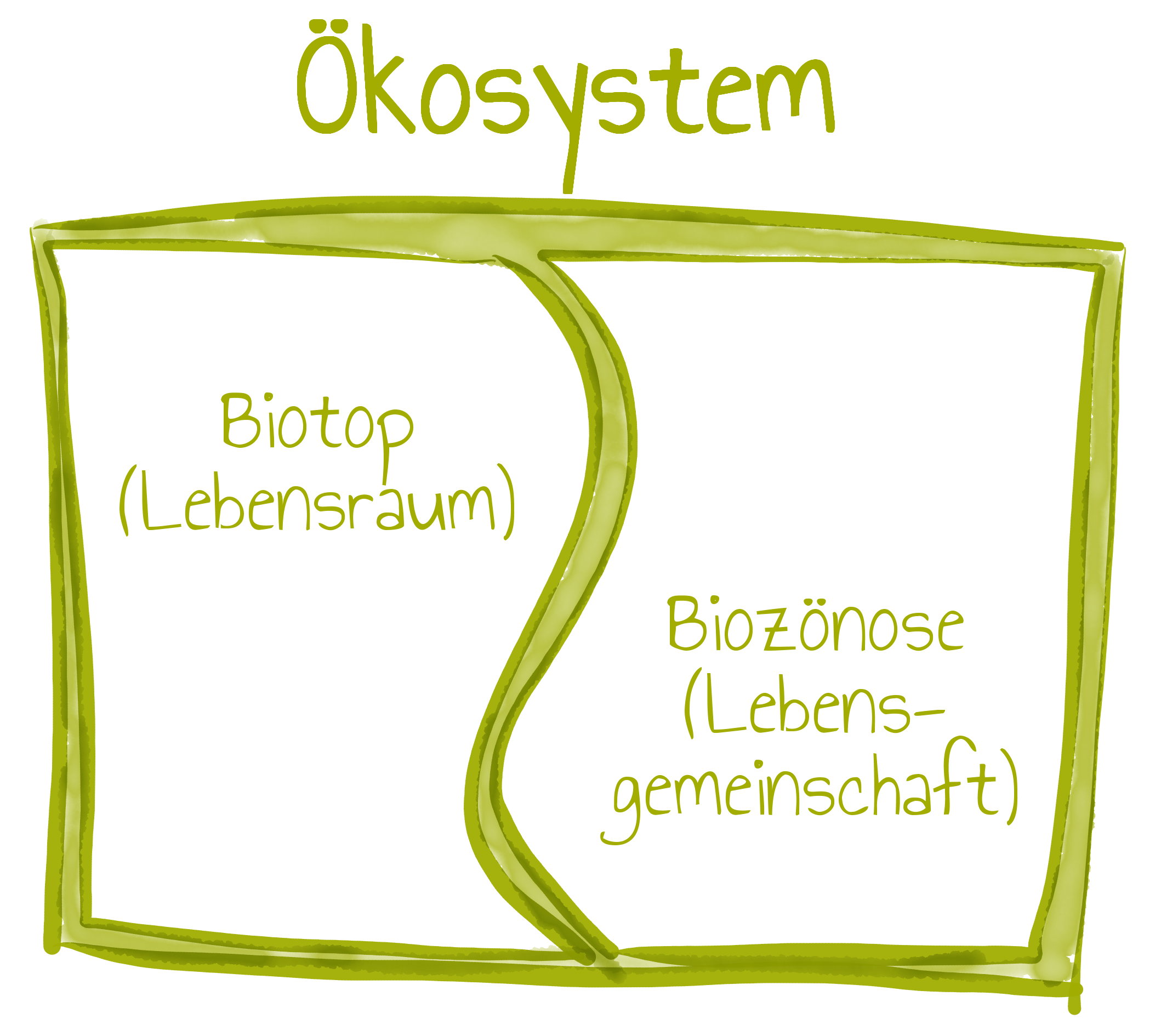 Ökosystem